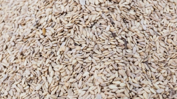 niri = egusi gourd seeds