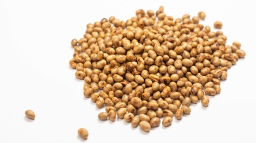 Soya Beans isolated above the white background