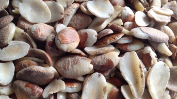 African-Bush-Mango-Seeds 2