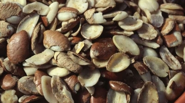 African-Bush-Mango-Seeds