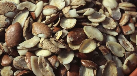 African-Bush-Mango-Seeds