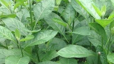 Bitter-leaf-e1591891574336