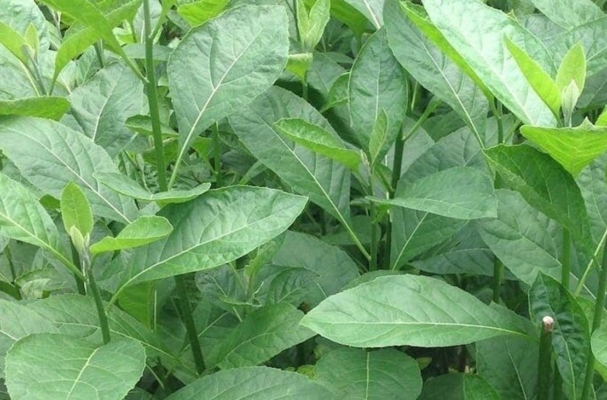 Bitter-leaf-e1591891574336