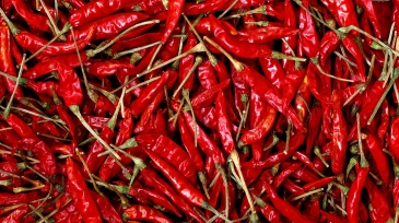 Chili pepper 2