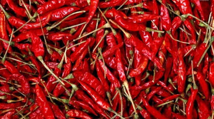 Chili pepper 2