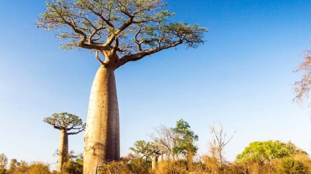 baobab tree