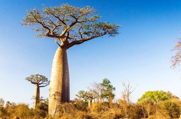 baobab tree