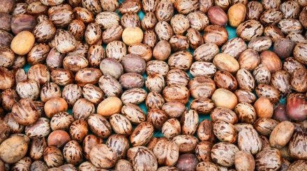 Castor oil seed / castor beans brown on the background - Ricinus communis