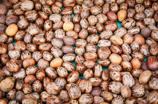 Castor oil seed / castor beans brown on the background - Ricinus communis