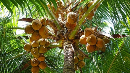 coconut seeds