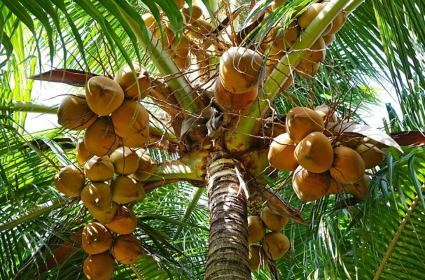 coconut seeds