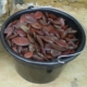 oil bean seed