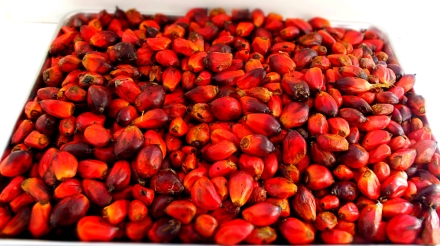 palm kernel seeds