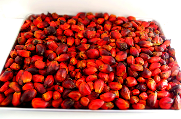 palm kernel seeds