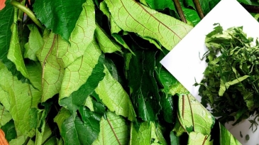 pumpkin-leaves-ugwu-chopped-1