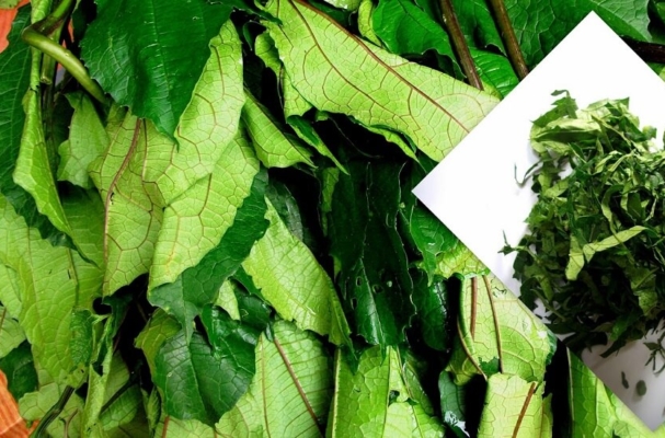 pumpkin-leaves-ugwu-chopped-1