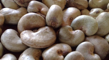 raw-cashewnut-02