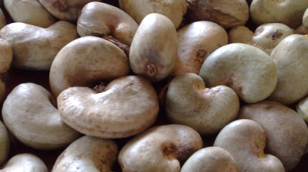 raw-cashewnut-02