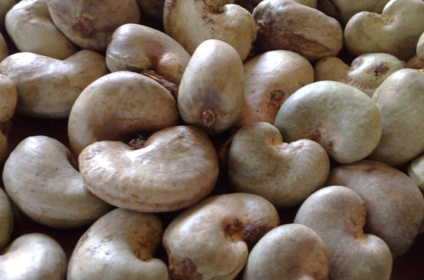 raw-cashewnut-02